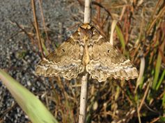 Das Männchen von Pseudobiston pinratanai in Ruhestellung.
Quelle: Copyright: Thomas Ihle (Chiang Mai, Thailand) (idw)