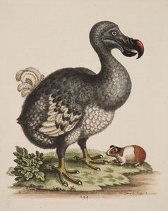 Traurige Berühmtheit: Der Dodo, das Wappentier Mauritius, starb durch eingeschelppte Ratten auf der
Quelle: George Edwards, Nature (idw)