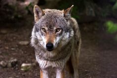 Der Wolf (Canis lupus) gehört zu den obersten 25% an Raubtierarten, die weltweit am stärksten durch
Quelle: Foto: raincarnation40 / Pixabay.com / CC0 Public Domain ( (idw)
