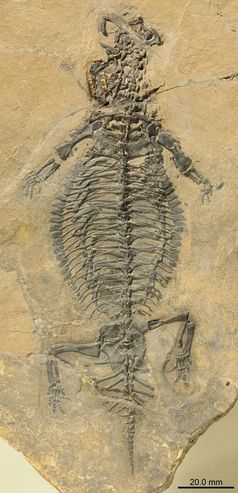 Fossilplatte des Eusaurosphargis dalsassoi.
Quelle: (Torsten Scheyer, Paläontologisches Institut und Museum, Universität Zürich) (idw)