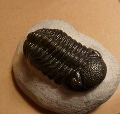 Trilobit von oben: Die heute ausgestorbenen Lebewesen waren die beherrschende Tierform des Paläozoikums (Erdalterums). Sie sind weitläufig mit Asseln verwandt. Trilobiten gehören mit Insekten, Spinnentieren und Krebsen zu der systematischen Gruppe der Arthropoden (Gliederfüßer).
Quelle: (c) Foto: Brigitte Schoenemann/Uni Bonn (idw)