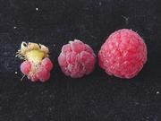 Himbeeren, Rubus ideaus L nach Selbst- (links, mitte) und Insektenbestäubung (rechts). Foto: Jim Cane, Bee Research Institute, Longan, USA