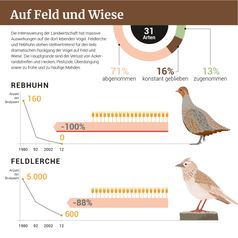 Unter den auf Wiesen und Feldern lebenden Vögeln haben besonders viele Arten stark abgenommen.
Quelle: Max-Planck-Gesellschaft (idw)
