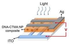 Aufbau des Datenspeichers: Eine dünne Schicht Lachs-DNA ist mit Silber-Nanopartikeln versetzt und zwischen zwei Elektroden eingebettet. (Grafik: Yu Chueh Hung, Tshing Hua University, Taiwan)
Quelle:  (idw)