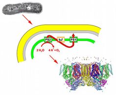 Der Prozess der Photosynthese findet in den inneren Membranen eines Cyanobakteriums (l. oben) analog zum Prozess in allen grünen Pflanzen statt. Aus diesen Membranen (Mitte) wird das Photosystem 2, welches im Licht Wasser spalten kann, isoliert und charakterisiert (r. unten: 3-D-Struktur des Proteins).