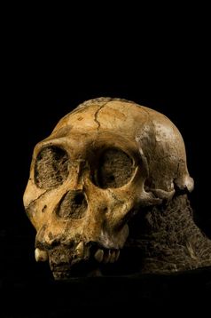 Schädel eines männlichen Australopithecus sediba, der  2008 in der Malapa-Ausgrabungsstätte in Südafrika entdeckt wurde
Quelle: Lee Berger (idw)