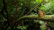 Parkers Waldsteigerfrosch (Leptopelis parkeri), der als stark gefährdet gilt und in den Uluguru Bergen in Tansania lebt. Quelle: Foto: Michele Menegon (idw)
