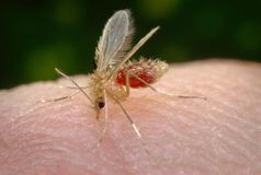 Durch einen Stich von Sandmücken kann die Infektionskrankheit Leishmaniose übertragen werden
Quelle: © CDC F. Collins (idw)