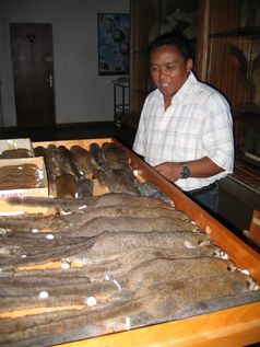 Dr. Rodin Rasoloarison bei der Arbeit im naturhistorischen Museum in Madagaskar. Mit den neuen Entde
Quelle: Foto: P. Kappeler (idw)