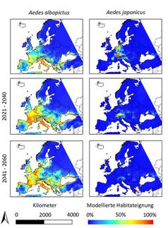 Modellierungen zur Verbreitung der beiden invasiven Mückenarten.
Quelle: © Senckenberg (idw)