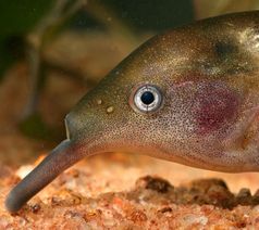 Der Elefantenrüsselfisch (Gnathonemus petersii)  nutzt neben seinen Augen auch einen elektrischen Si
Quelle: © Foto: Timo Moritz (idw)