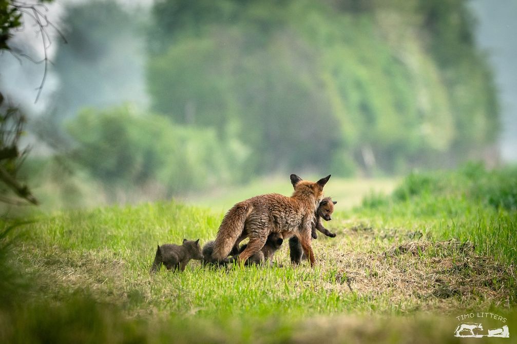 Der bisherige Fuchsbau war nicht mehr sicher. Die Fähe zieht mit den Welpen um. Bild: Wildtierschutz Deutschland e.V. Fotograf: Timo Litters, Wildtierschutz Deu