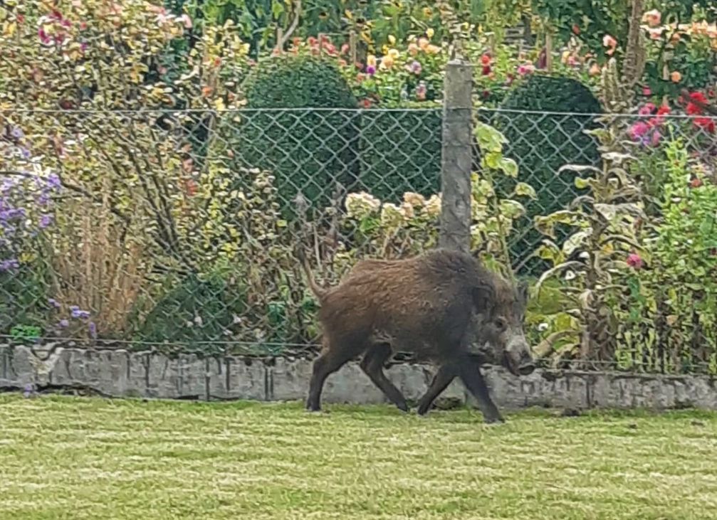 Wildschwein in Giesen Bild: Polizei