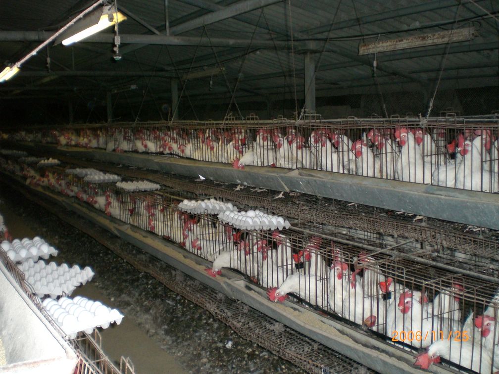 Industrielle Hühnerhaltung: Legebatterie