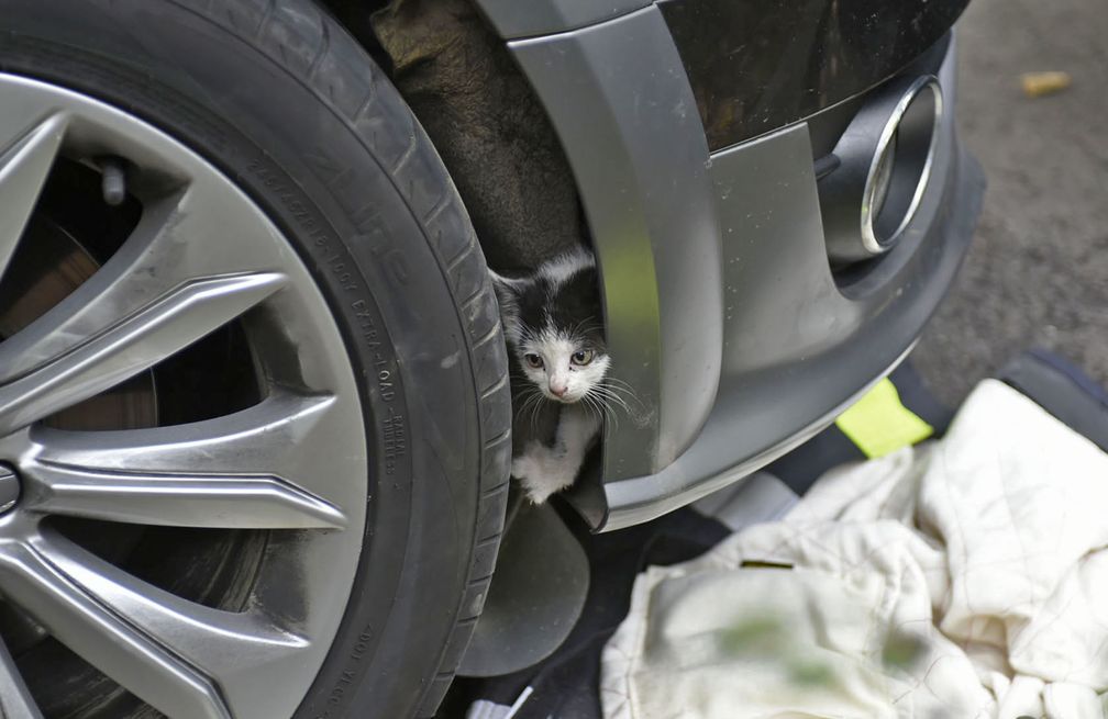 Tiereinsatz, Katze aus Motorraum befreit
