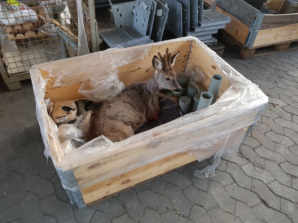 Bild des Rehs in der Transportbox. Bild: Polizei