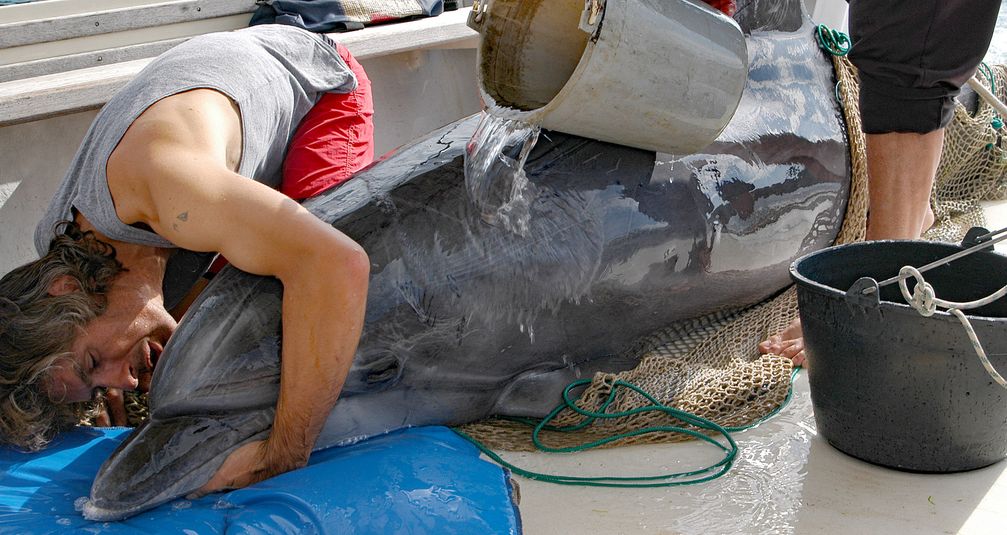 Geretteter Delfin wird transportiert und mit Wasser gekühlt Bild: GRD Gesellschaft zur Rettung der Delphine e.V. Fotograf: T. Gomercic