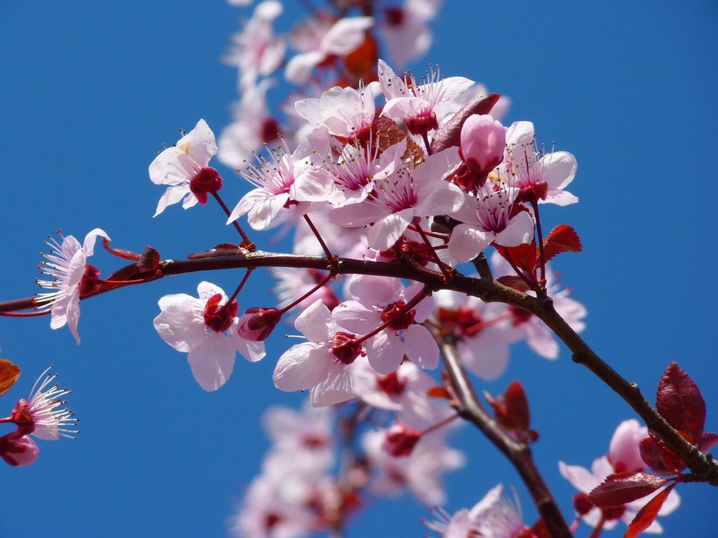 Japanische Kirschblüten