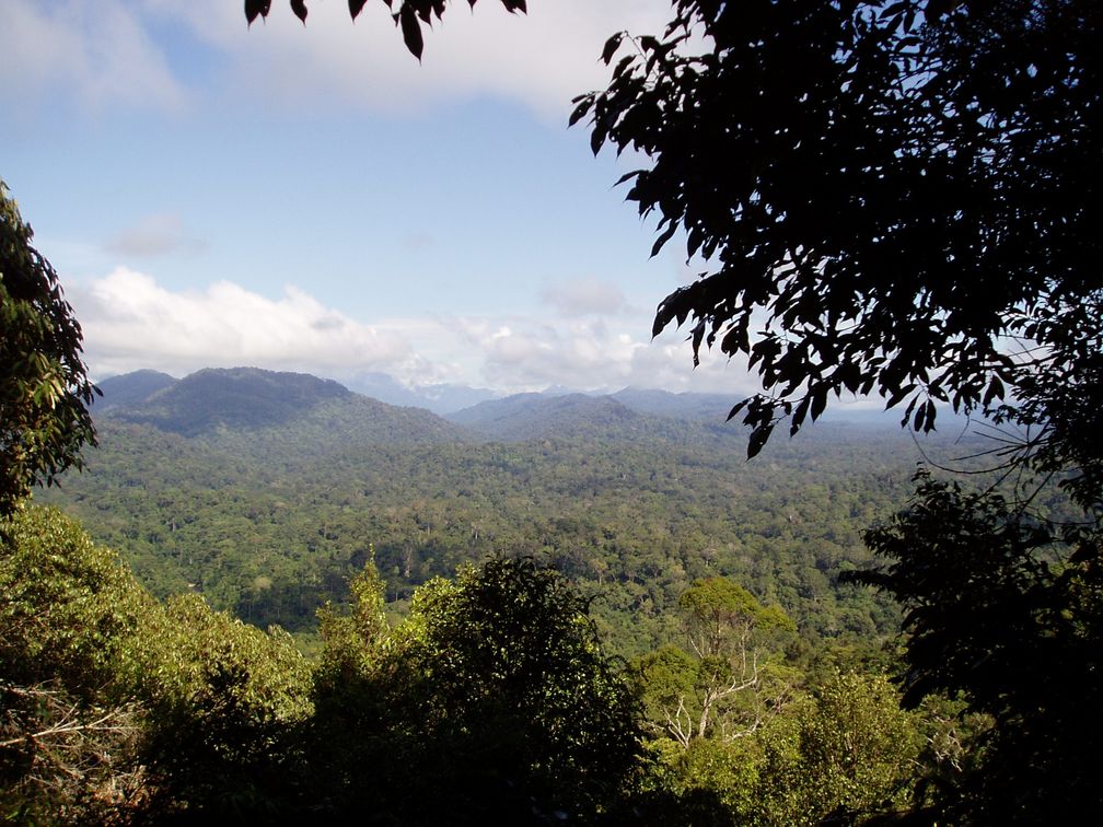 Regenwald in Malaysia (Symbolbild)