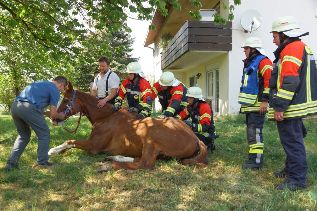 Zur Verbesserung der Atmung wurde das Pferd aufgerichtet und gleichzeitig vom Tierarzt behandelt. 30 Minuten später konnte der Wallach aus eigener Kraft wieder aufstehen.