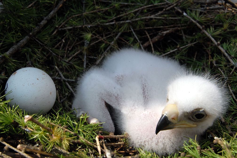 Vogelk-ken-gefunden-helfen-oder-nicht-