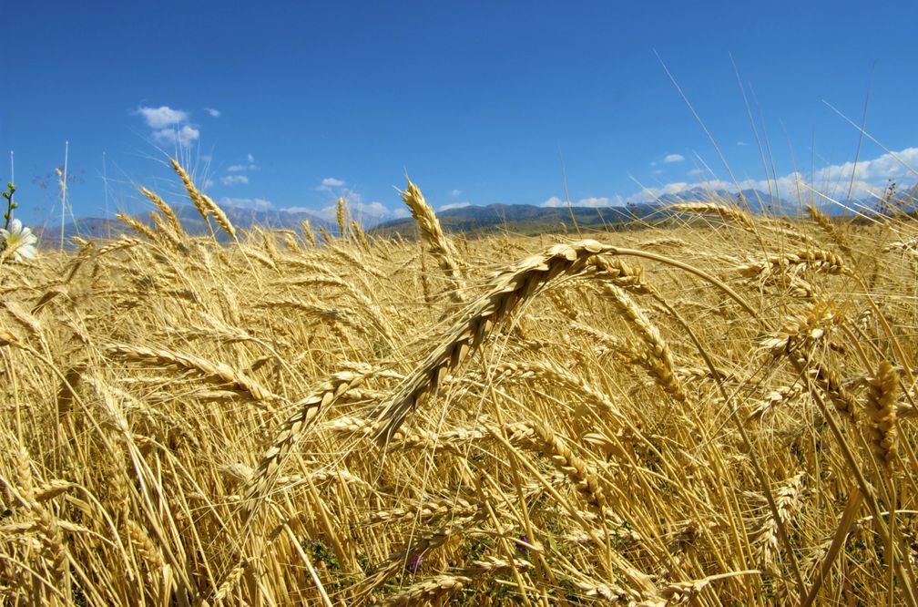 Mit seinen 200 Millionen Hektar landwirtschaftlicher Fläche ist Kasachstan der ideale Partner zur Sicherung der Lebensmittelversorgung / Bild: Botschaft der Republik Kasachstan in der Bundesrepublik Deutschland