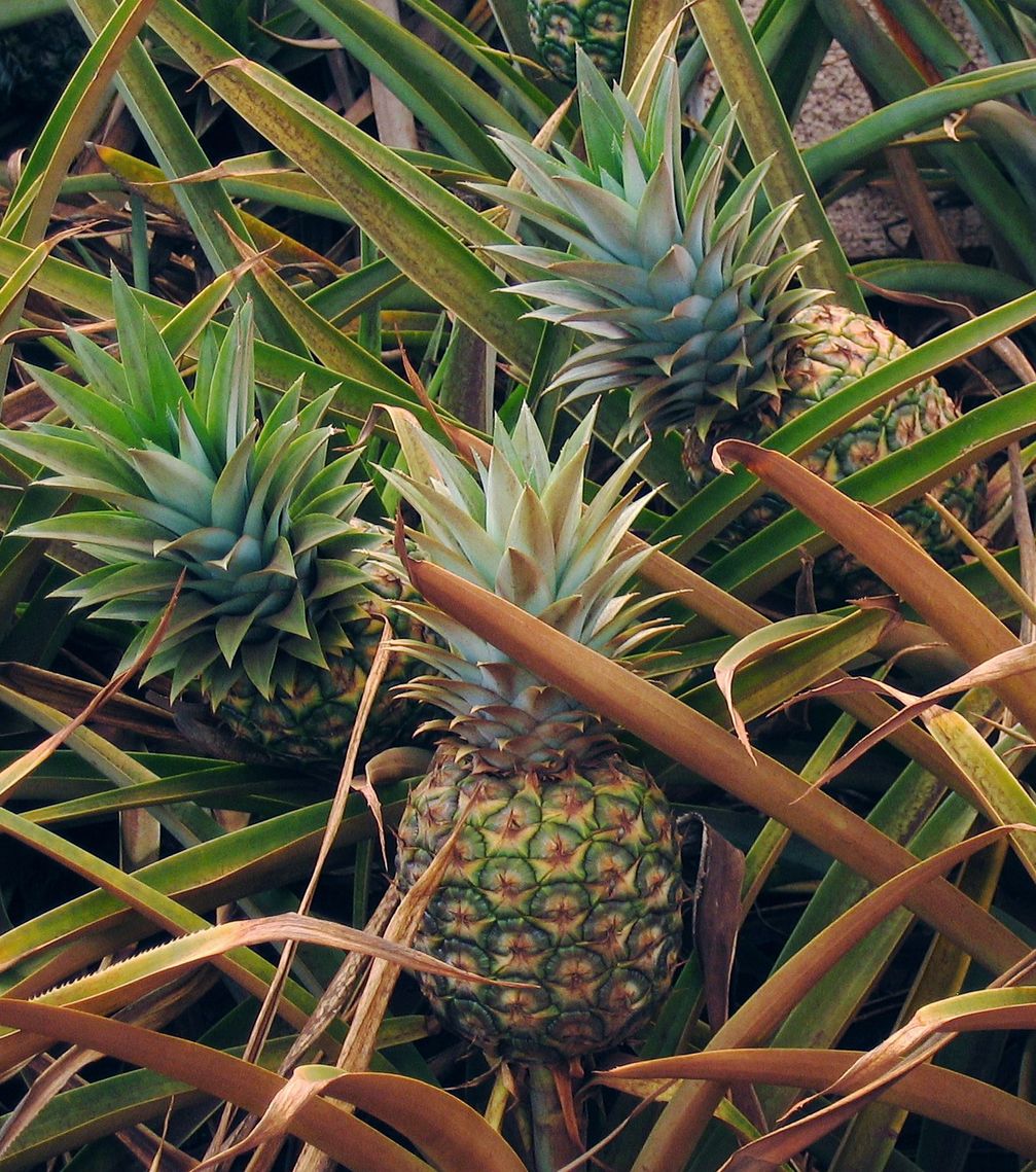 Ananas (Ananas comosus), Ananaspflanze mit reifem Fruchtstand