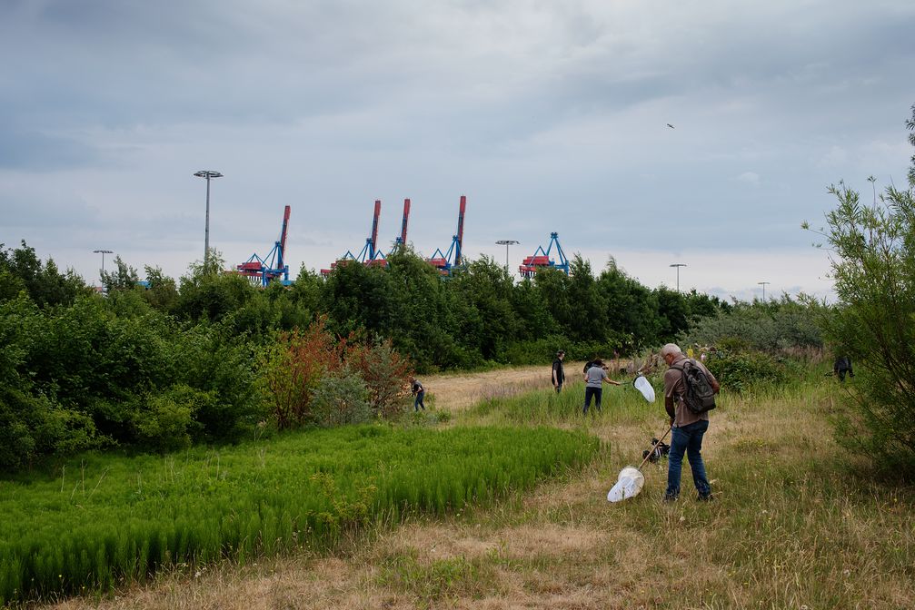 GEO Tag der Natur, 16./17. Juni in Hamburg. Moorberg Halde, die Exkursion auf den Moorberg zeigt Teilnehmern die einheimischen und eingewanderten Pflanzen und Insekten. Im Hintergrund Containerterminal Altenwerder. Bild: "obs/Gruner+Jahr, GEO/Berthold Steinhilber/laif"