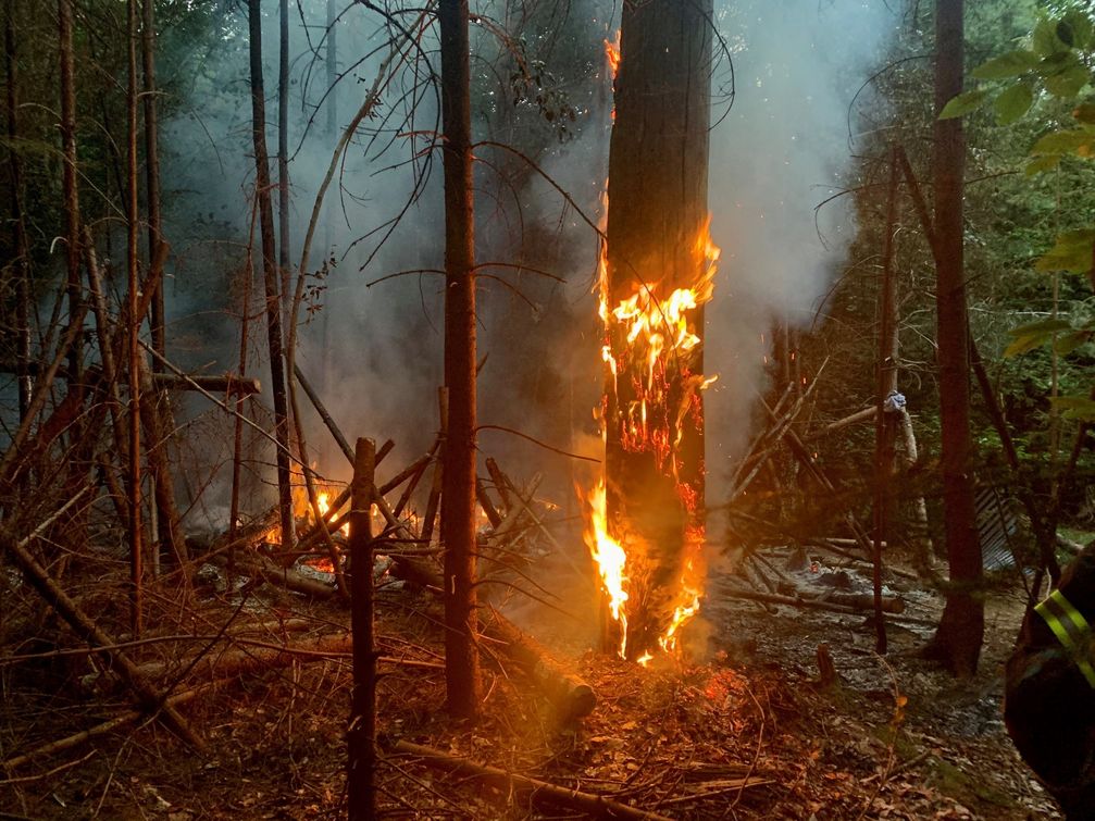 Waldbrand am 17.06.2022 in Stuttgart Bild: Feuerwehr