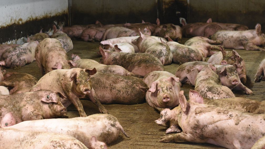 Kotverschmierte Sauen auf Betonspaltenboden - Tierwohl? Bild: Animal Rights Watch e.V. Fotograf: Animal Rights Watch e.V.
