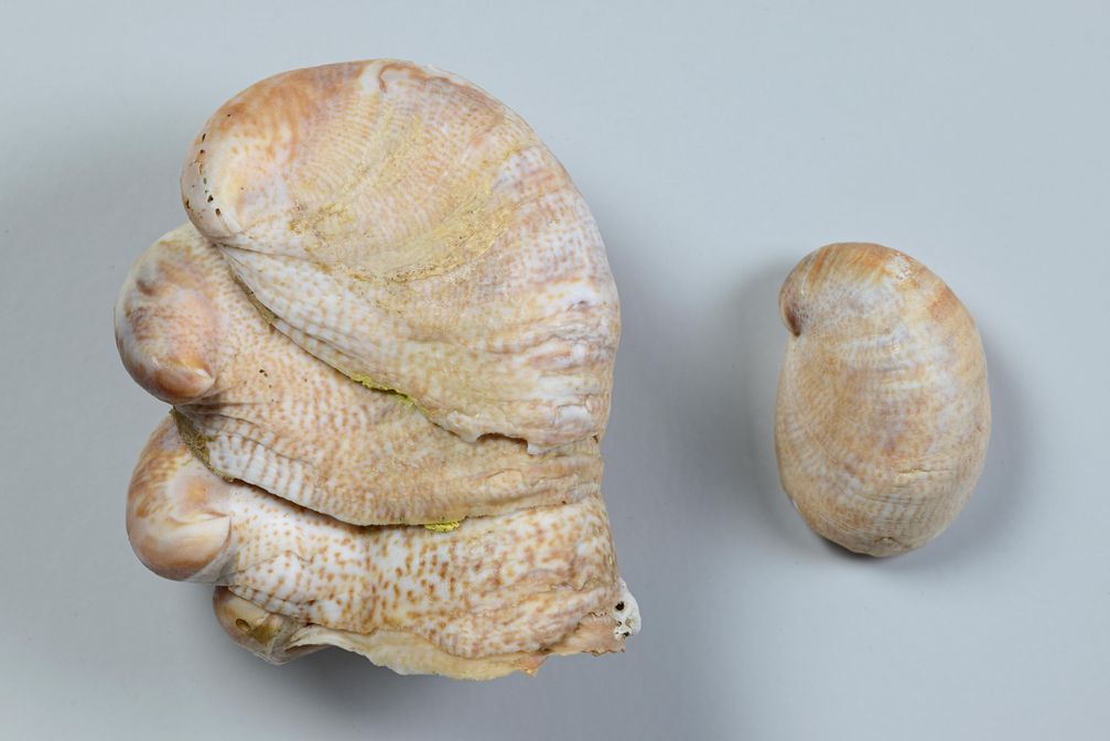 Zu Unrecht für den Rückgang der Austern verantwortlich gemacht: Pantoffelschnecke Crepidula fornicata.
Quelle: Senckenberg/Tränkner (idw)