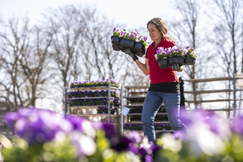 31/03/2021 - Erfurt: Gärtnerinnen und Gärtner bepflanzen am 31. März 2021 das große Blumenbeet auf dem egapark-Gelände. Bild: Jacob Schröter Fotograf: Jacob Schröter