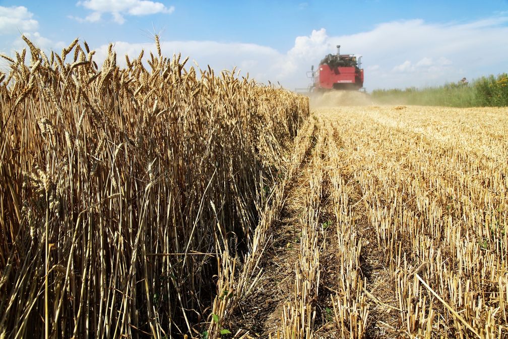 Weizenernte in der Nähe von Makejewka in der Donezker Volksrepublik (Symbolbild) Bild: Sergei Awerin / Sputnik