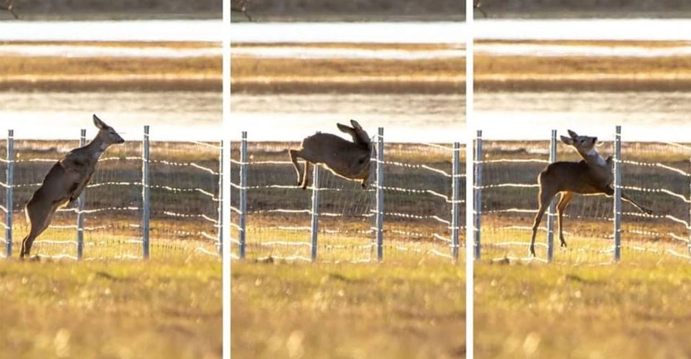 Selbst Rehe können dem Hochwasser im Nationalpark nicht oder kaum entkommen. Bild: Wildtierschutz Deutschland e.V. Fotograf: Oliver Voigt, MOZ