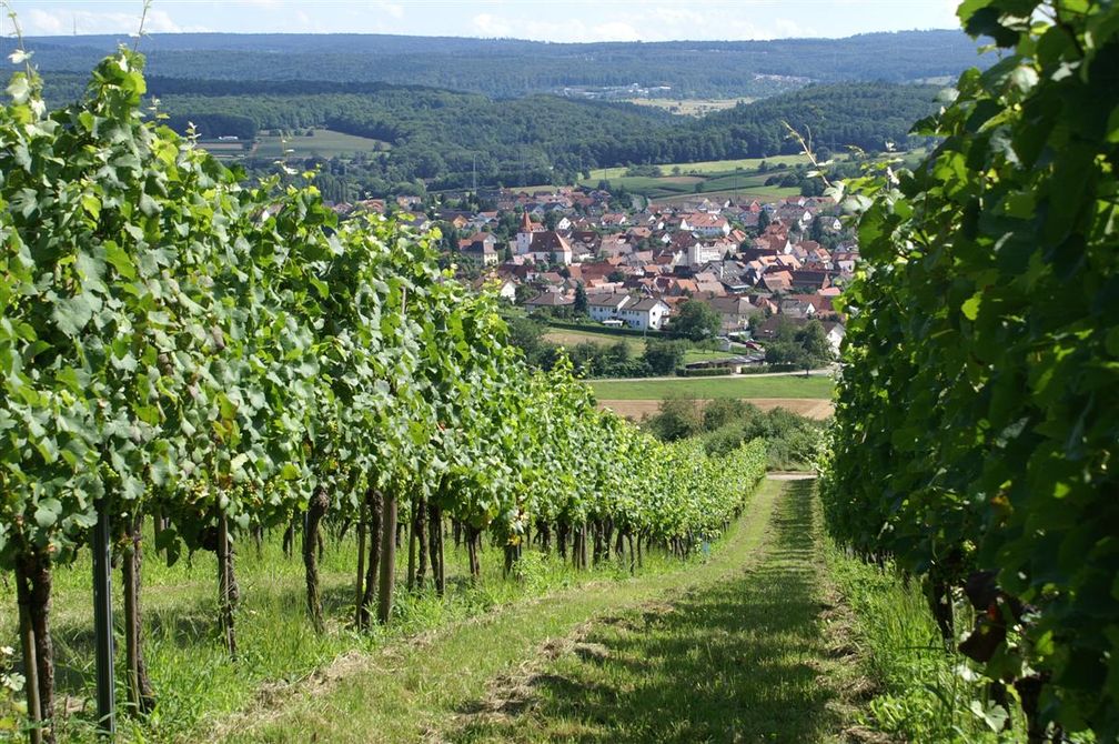 Weinberge bei Ellmendingen (Symbolbild)