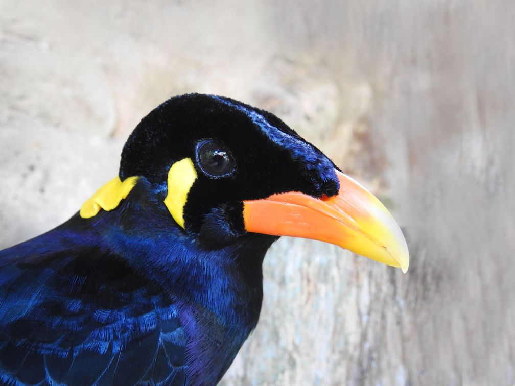 Wenn einem Star sein Talent zum Verhängnis wird / Niasbeo / Bild: "obs/Verband der Zoologischen Gärten (VdZ)/N. Bruslund"