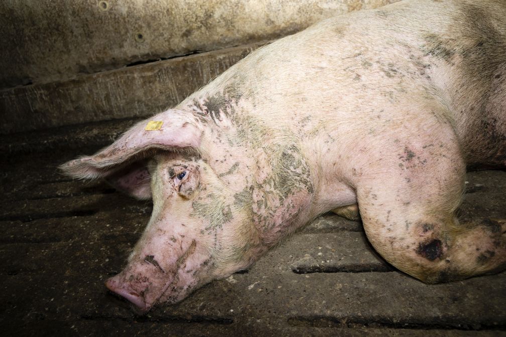 Bild: Deutsches Tierschutzbüro e.V. (Symbolbild)