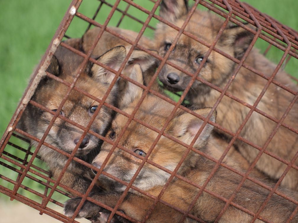 Beim Einsatz von Jungfuchsfallen wird den noch im Bau befindlichen Welpen die Versorgung durch die Elterntiere verwehrt.  Bild: Wildtierschutz Deutschland e.V. Fotograf: Jo Kurz, Wildtierschutz Deutschl