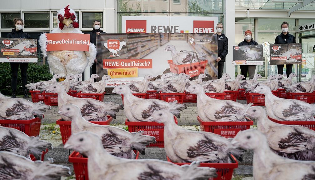 Die Mehrheit der Hühner, deren Fleisch Rewe verkauft, hat nur etwa die Fläche eines Rewe-Körbchens zum Leben.Bild: Albert Schweitzer Stiftung Fotograf: Timo Stammberger Photography