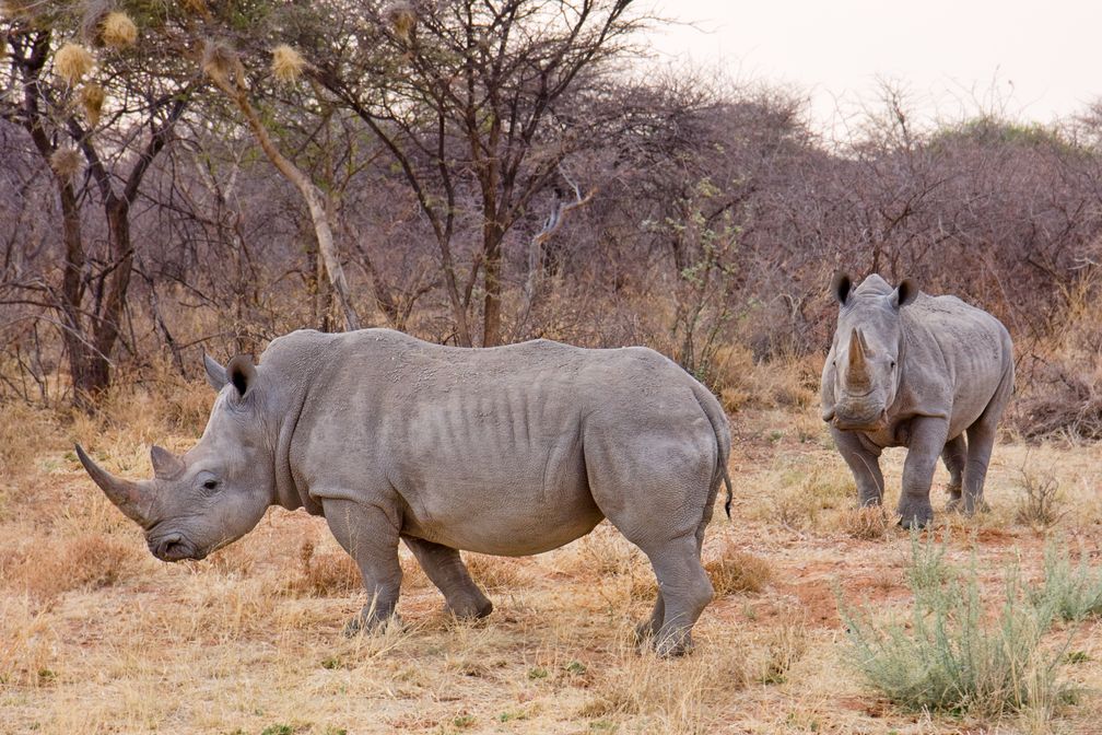 Breitmaulnashörner in Namibia