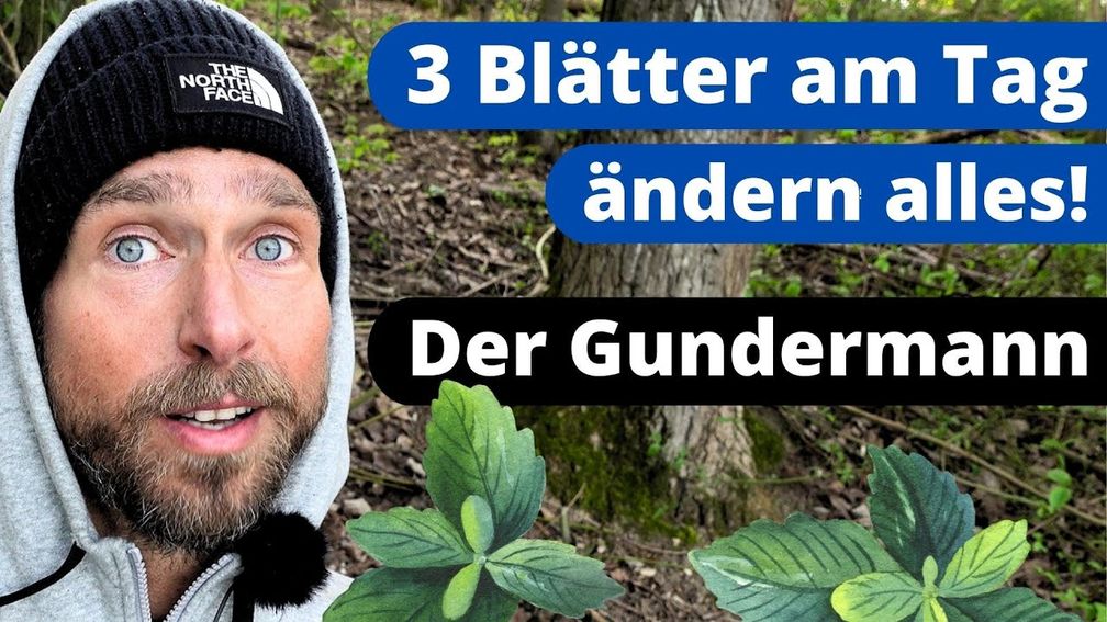 Bild: SS Video: "Gundermann - MEGA Wirkung! Mehr als eine Heilpflanze | Gundelrebe Kräuterkunde" (https://youtu.be/DrOMP1Xix7c) / Eigenes Werk
