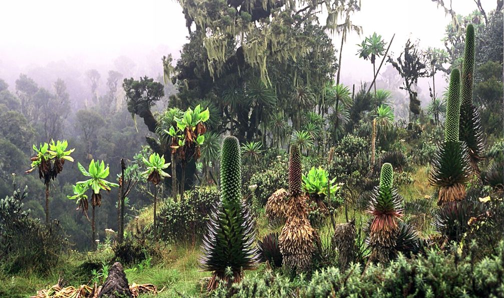 Pflanzen tropischer Hochgebirge (hier Ruwenzori) sind jede Nacht Frösten ausgesetzt.