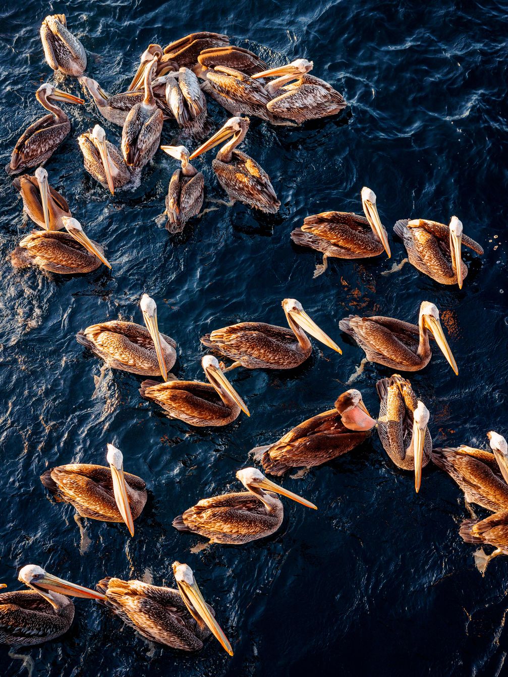 Bild: Marine Stewardship Council (MSC) Fotograf: Ernie Enkelaar/ MSC