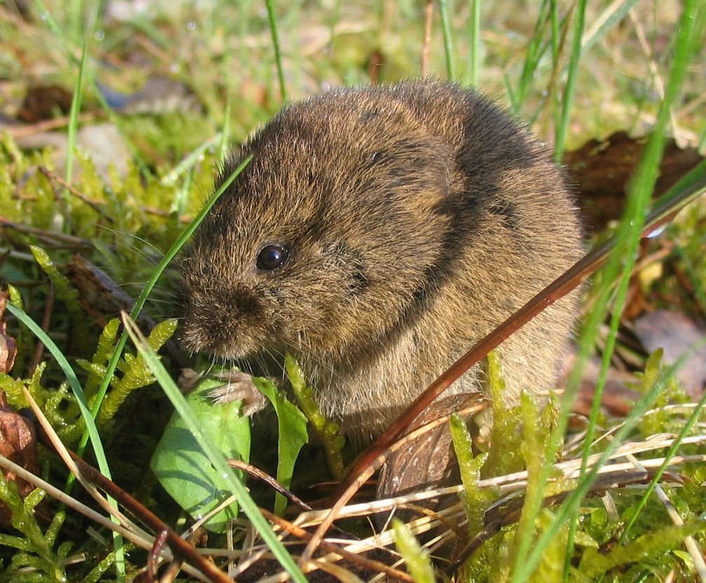 Feldmaus