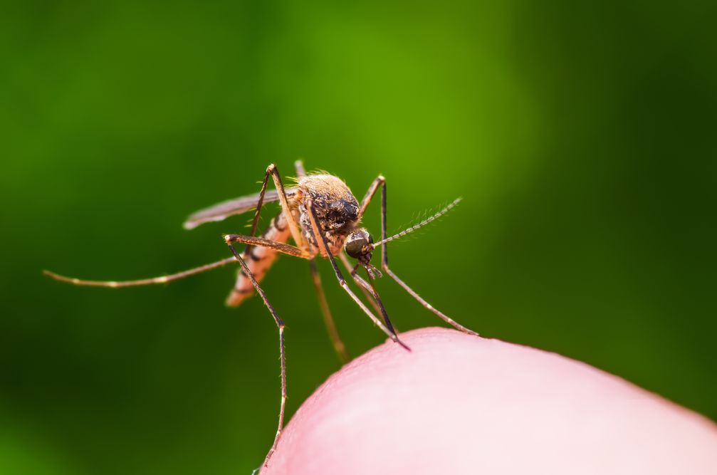 Um Eier bilden zu können, muss eine weibliche Mücke regelmäßig Blut saugen.