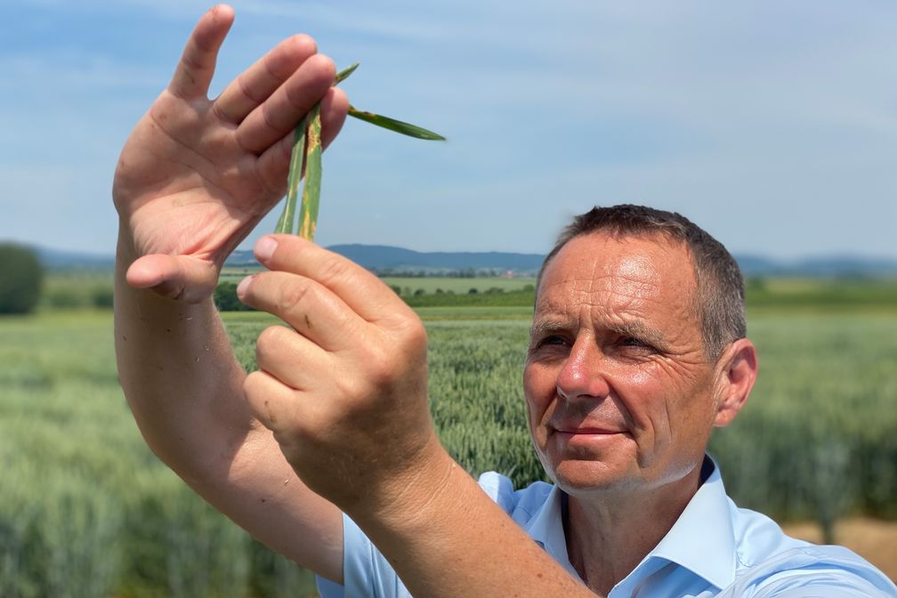 Pflanzenzüchter Stephan Streng mit von Gelbrost-Pilz befallenem Weizen.  Bild: ZDF Fotograf: Christian Bock