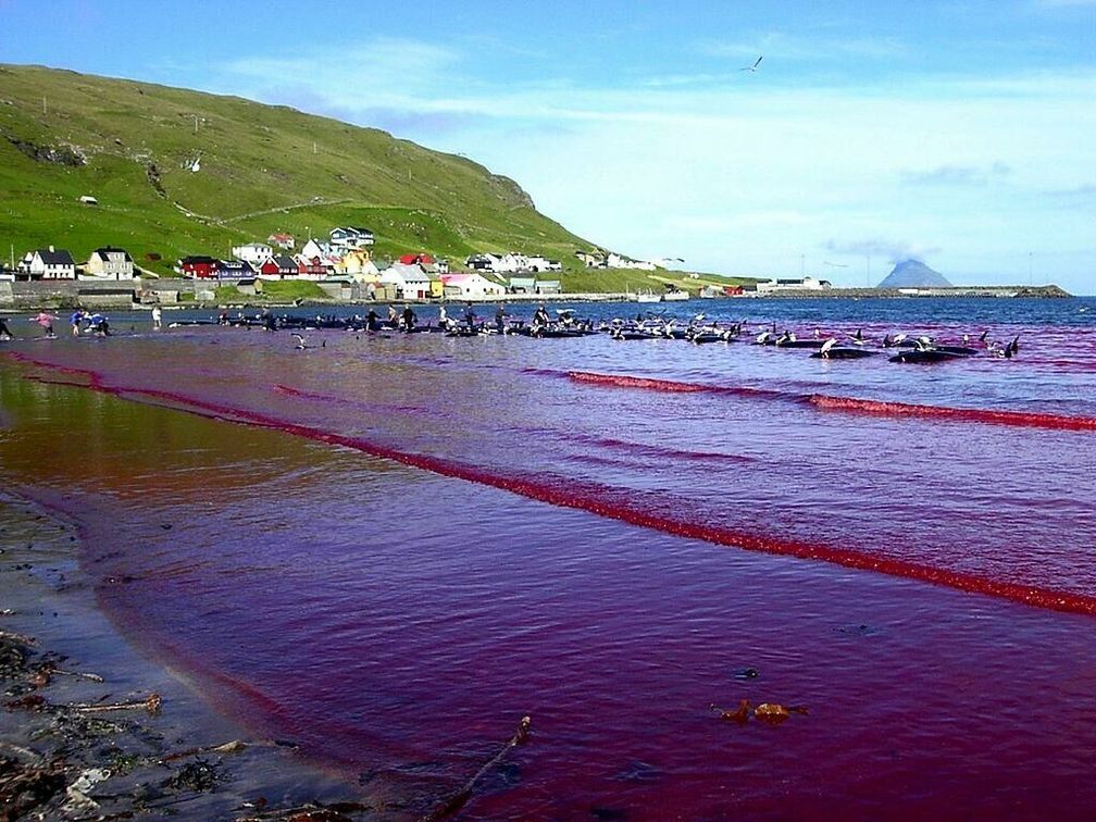 Färöer-Inseln während der Delfinjagd (Symbolbild)