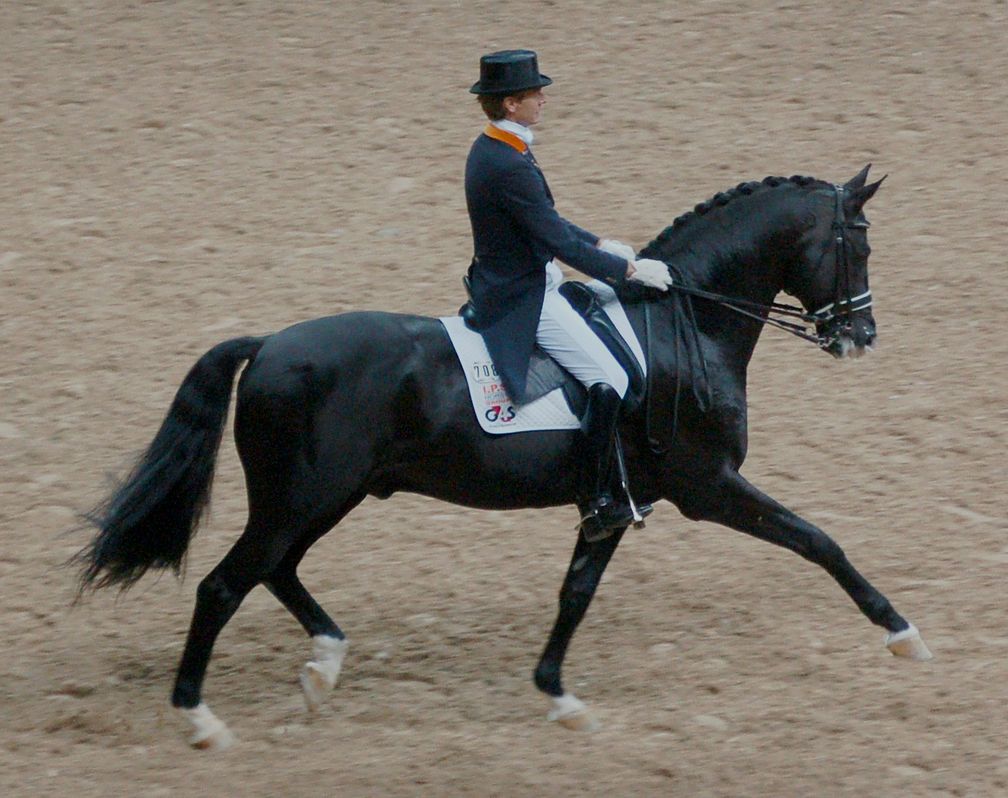 Trakehner in der Dressur