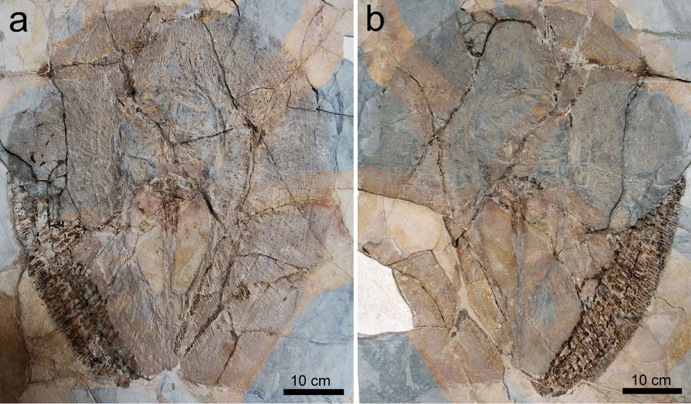 Eines der drei Fossilien von Lessiniabatis aenigmatica (MNHN F.Bol.566) aus der berühmten Fossilfundstelle von Monte Bolca (Italien), das als Platte und Gegenplatte erhalten ist.
Quelle: © Giuseppe Marramà (idw)