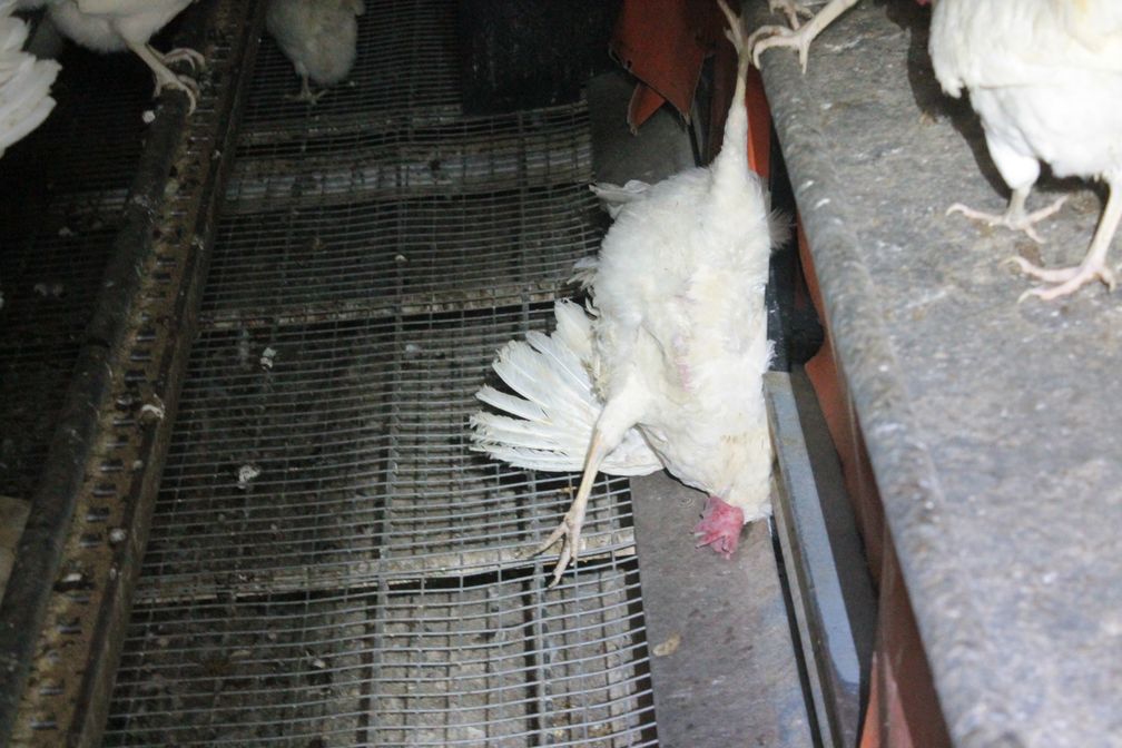 Opfer der Tierschützer: Tierrechtsaktivisten ließen Huhn minutenlang für Videoaufnahmen hängen, anstatt es zu befreien. Bild: "obs/Hönig-Hof GmbH/Aktivist Deutsches Tierschutzbüro e.V."